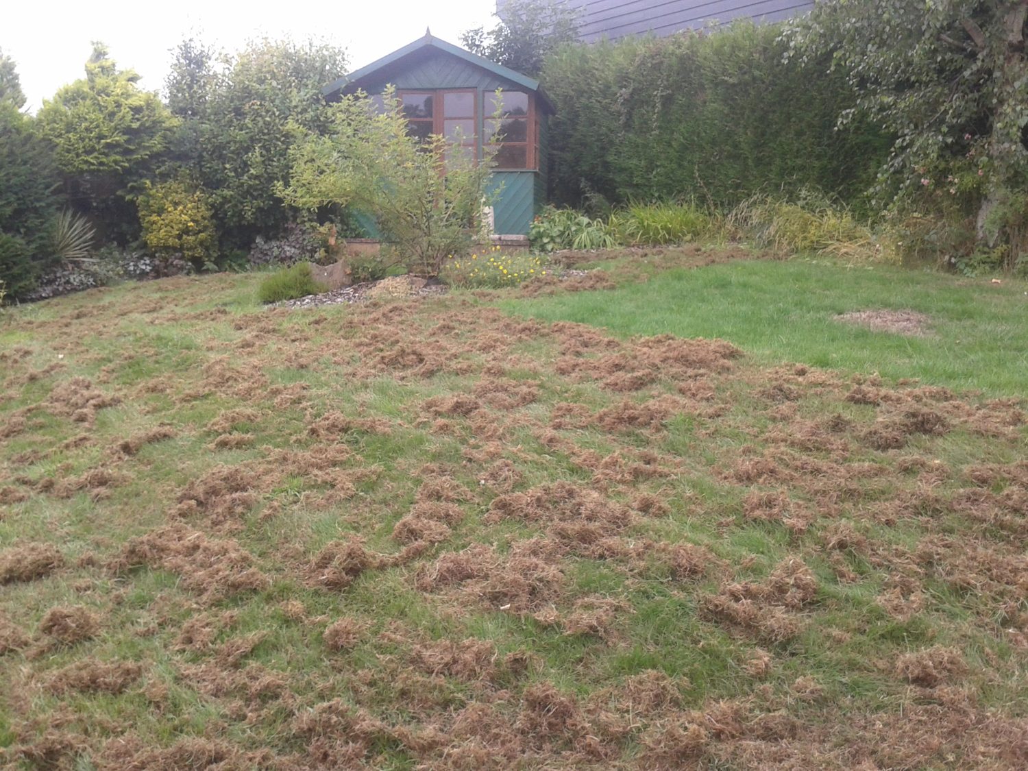 Lawn Treatments - Alfreton